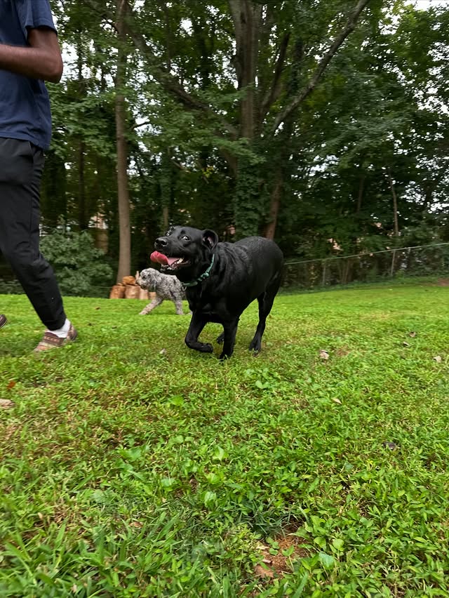 Dog running with handler