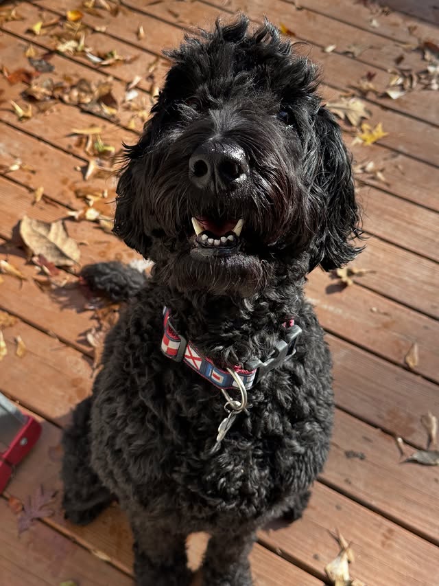Happy poodle smiling