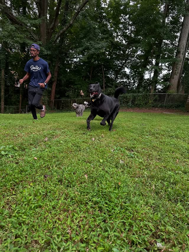 Dog walking at the park