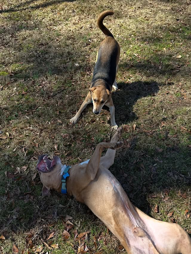 Dogs playing together